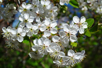 Cherry blossom. White flower. Spring. Spring garden. Blue sky.