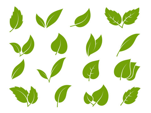 Leaves icons. Young green leaves trees and plants various shapes, herbal tea leaf eco, bio foliage landscaping environment vector set
