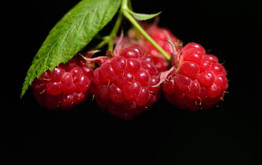 Three red, ripe and juicy raspberries hang side by side against a dark background