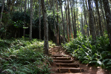 Obraz premium path in the forest