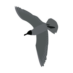 Bottom view of a flying seagull with spread wings isolated on white. Flying tern bird. Gray colors. Vector EPS10.