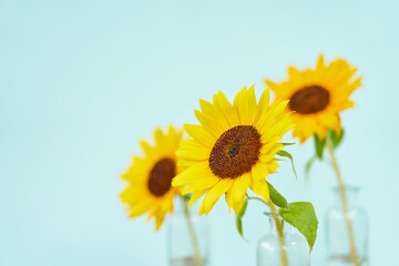 Obraz premium ひまわり