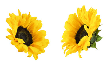 Set of yellow decorative sunflowers