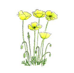 Watercolor drawing yellow poppies composition
