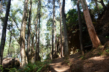 tree in the forest