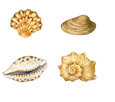 watercolor illustration set of realistic seashells