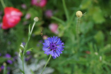 Chaber bławatek w zbliżeniu