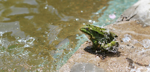 green frog by a pond in a splash of water