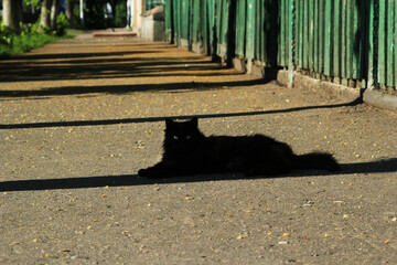 a black cat lies on an asphalt road. Fence shadows