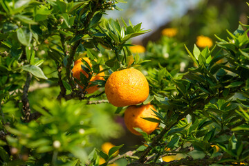 Frische reife Orangen-Früchte an einem Orangenbaum