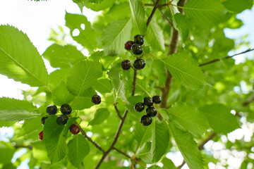 Ripe black bitter cherries