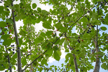 Ripe black bitter cherries