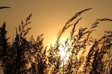 grass against the background of the rising sun. Hour before the dawn