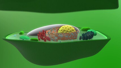 Anatomy of a plant cell and cross section of the nucleus, mitochondrion and chloroplast