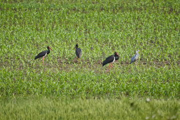 Black storks and a heron in the grass
