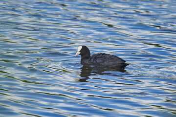 Eurasian coot on water
