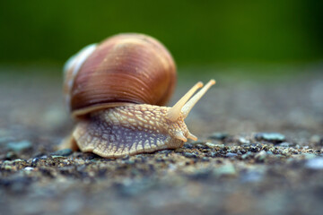 Closeup of a snail