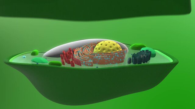 Anatomy of a plant cell and cross section of the nucleus, mitochondrion and chloroplast