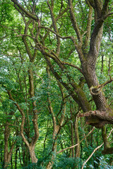Fototapeta na wymiar Twisted oak trees