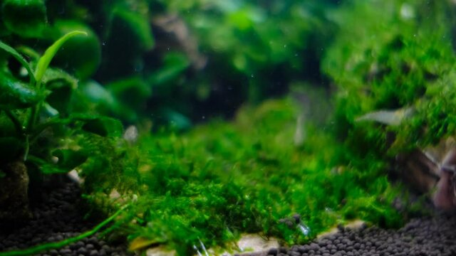 ウィローモスのコケを食べるミナミヌマエビ