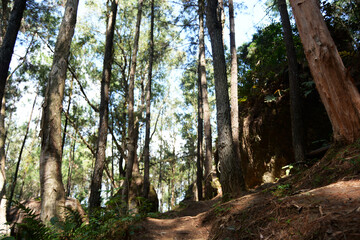 trees in the forest