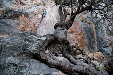 little boy climbs on the rock with rope