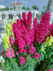 flowers in the garden