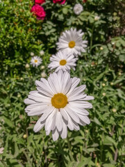 daisies in a garden