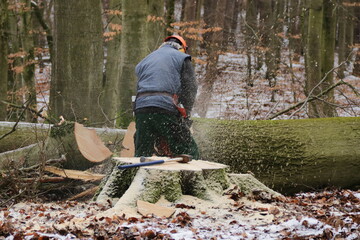 Holzfäller beim Arbeiten mit der Kettensäge im Wald