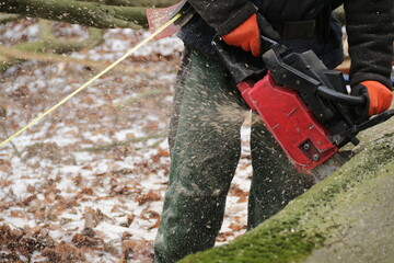 Holzfäller mit Kettensäge zersägt einen gefällten Baum
Nahaufnahme