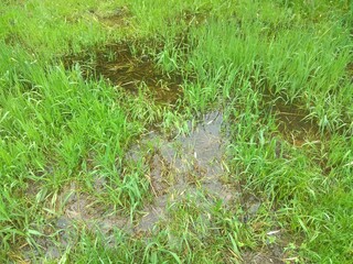 grass And water wetland