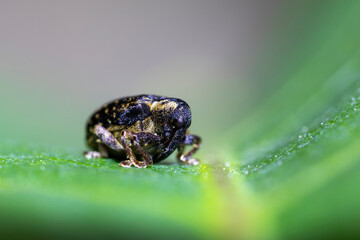 Kleiner schimmernder Rüsselkäfer