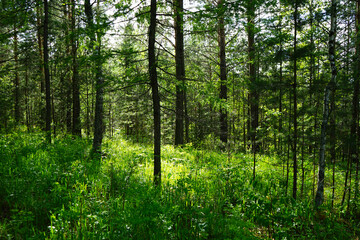 Green forest in the morning. Coniferous forest in the sunlight.