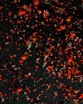 Red pomegranate flowers on the concrete ground