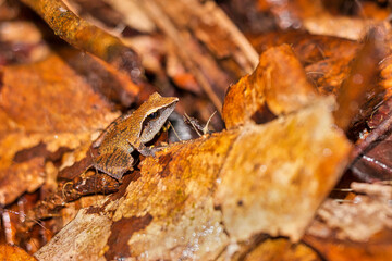Sharp-snouted Shrub Frog, Philautus cuspis, Pseudophilautus cuspis, Sinharaja National Park Rain Forest, World Heritage Site, UNESCO, Biosphere Reserve, National Wilderness Area, Sri Lanka, Asia