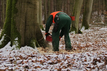 Holzfäller beim Baum fällen
Fällschnitt Fallkerb Kerbe zuerst sägen