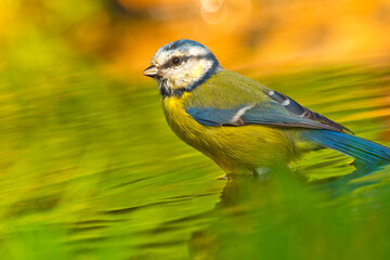 Blue Tit, Parus caeruleus, Forest Pond, Spanish Forest, Castile and Leon, Spain, Europe