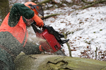 Holzfäller mit Motorsäge Kettensäge zersägt einen gefällten Baum   Leichtsinn ohne Einhaltung...