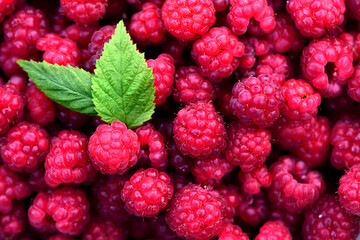 Background and texture of ripe raspberries lying side by side