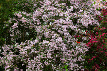 Obraz premium Flowers of a beauty bush, also called Kolkwitzia amabilis, Kolkwitzie or Perlmuttstrauch
