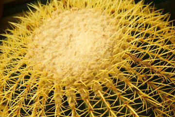 Golden barrel cactus. Echinocactus grusonii.