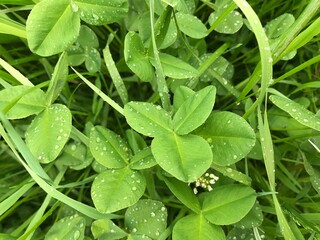 Bright green grass and clover leaves with raindrops.