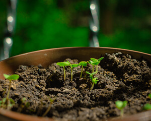 Growing potted plants in the apartment