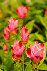 Tulip of Thailand. Curcuma alismatifolia