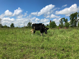 The black and white calf grazes on the field.