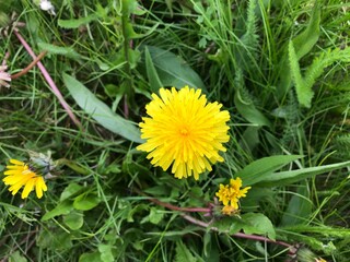 Yellow dandelion on the field.