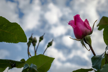 A beautiful rosebud with a background of white clouds