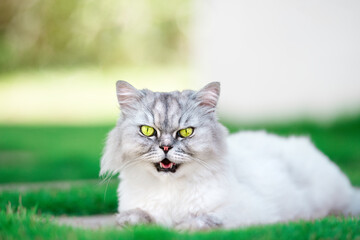 Naklejka na ściany i meble Beautiful grey persian chinchilla cat with green eyes lying on the grass.