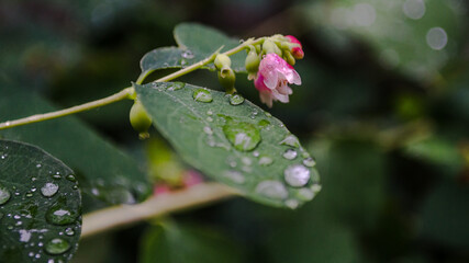 Drops of water on the leaves