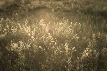 Blurred. Blooming meadow with white clusters of small white flowers in the summer sunrise.